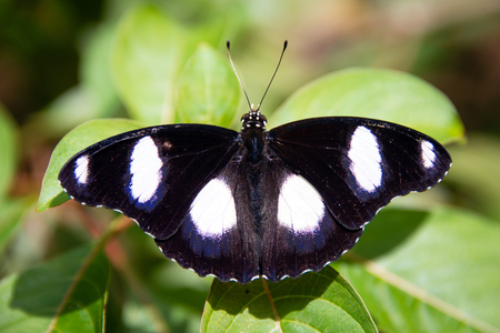 Detail of a butterfly in Butterfly Centre, Zanzibar, Tanzaniaの写真素材