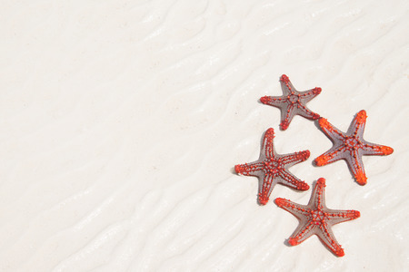 Group of starfish on sandy beach backgroundの写真素材