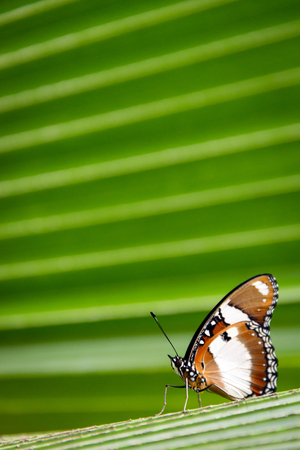 Detail of a butterfly in Butterfly Centre, Zanzibar, Tanzania