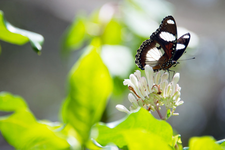 butterfly in Butterfly Centre, Zanzibar, Tanzania