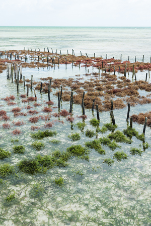 Rows of seaweed on a seaweed farm, Jambiani, Zanzibarの写真素材