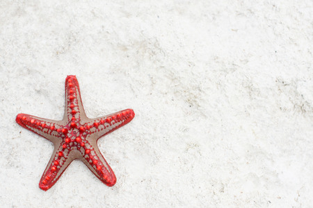 Starfish on sandy beach backgroundの写真素材