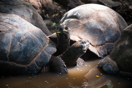 Aldabra giant tortoises in turtle sanctuary, on Prison island reservation, Zanzibarの写真素材
