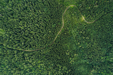 Aerial view of a road in a deep forestの写真素材