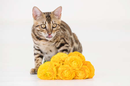 Young bengal cat with yellow flowers, white backgroundの写真素材