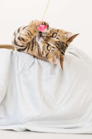 Young bengal cat playing, white backgroundの写真素材