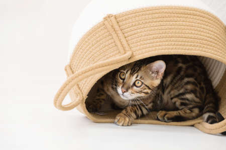 Young bengal cat playing in a basket, white backgroundの写真素材
