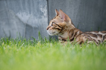 Young bengal cat on green grassの写真素材