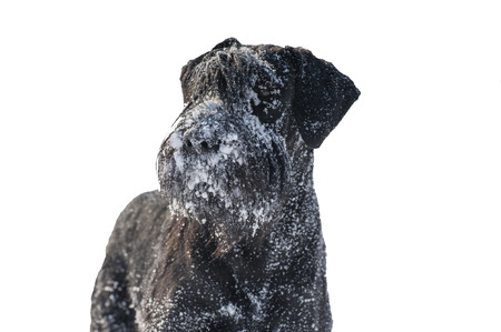 Serius dog schnauzer in the fresh snowの写真素材