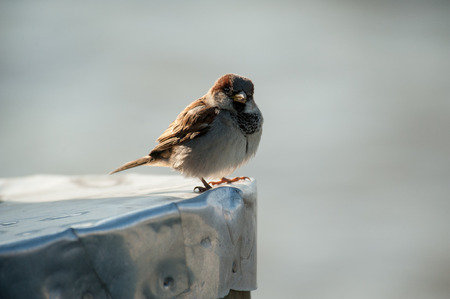 birds close upの写真素材