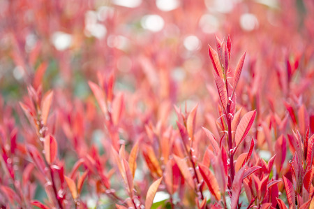 photinia ornamental plantの写真素材