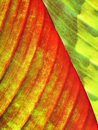 Close up of banana leaves revealing form, shape, pattern, color, and detailの写真素材