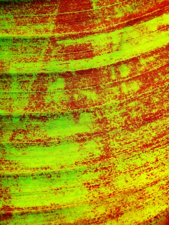 Close up of banana leaf surface revealing shape, form, texture, pattern, color, and detailの写真素材
