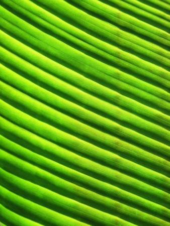 Close up of ribbed banana leaf revealing form, shape, texture, pattern, and detailの写真素材