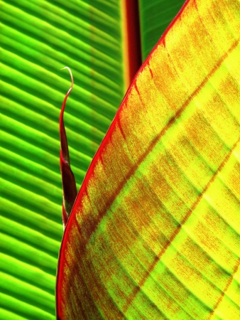 Close up of banana leaves revealing shape, form, pattern and detailの写真素材