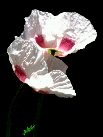 Twin white  poppy flowers against black backgroundの写真素材