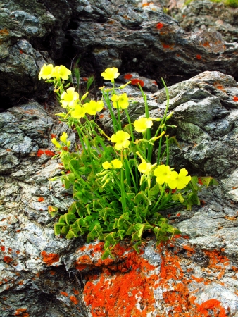 Yellow wildflower growing from lichen covered stoneの写真素材