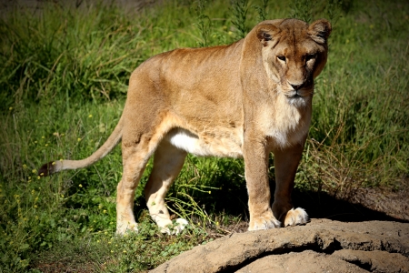 Female lion standing with curious stareの写真素材