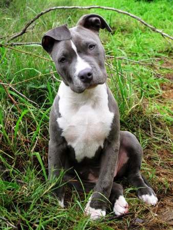 Outdoor portrait of puppy with curious head tilt and floppy earsの写真素材