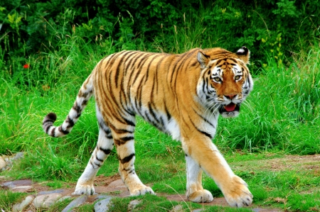 A Sumatran tiger walks with cautious stareの写真素材