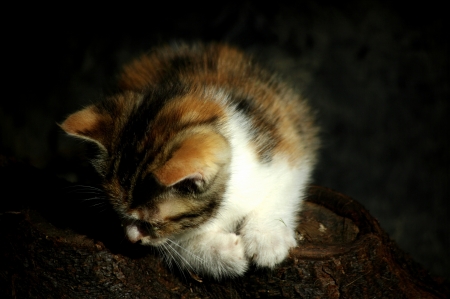 Lone kitten sitting on a logの写真素材