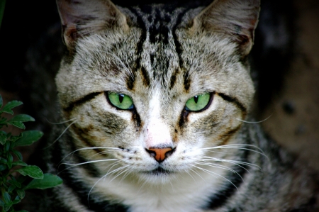 Portrait of a feral cat with green eyesの写真素材
