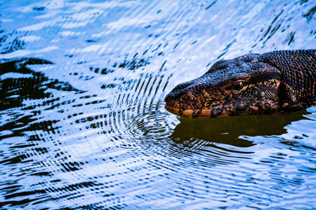 Varanus salvator, commonly known as the water monitor.