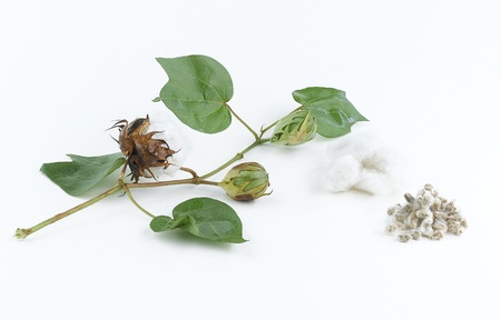 Cotton plant and seedの写真素材