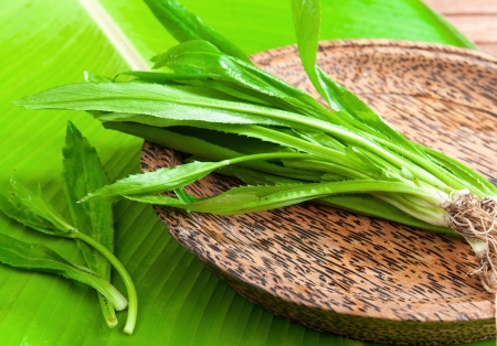 Asian tropical parsley freshness cooking vegetable from the gardenの写真素材