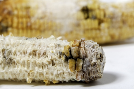 close up of rotten grilled corn with fungusの写真素材