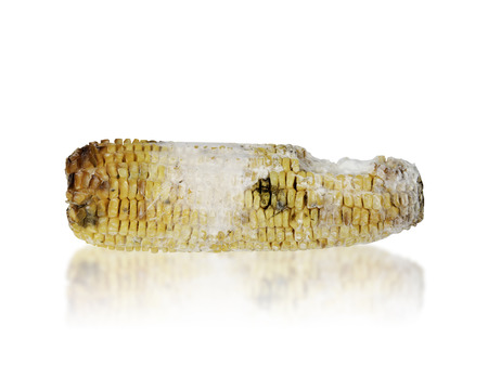 Rotten grilled corn with fungus isolated on whiteの写真素材
