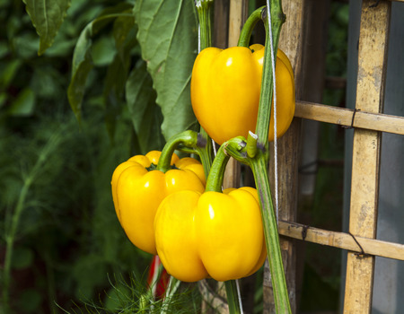 Yellow bell peppers hanging on treeの写真素材