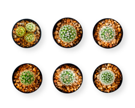 various cactus in pots isolated on white backgroundの写真素材