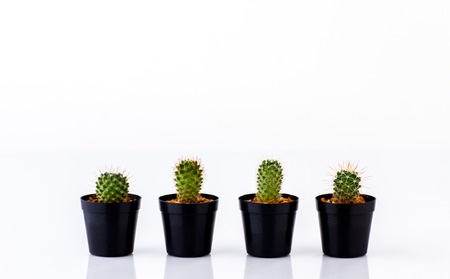 various cactus in pots isolated on white backgroundの写真素材