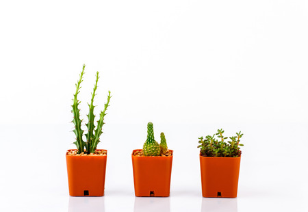 various cactus in pots isolated on white backgroundの写真素材