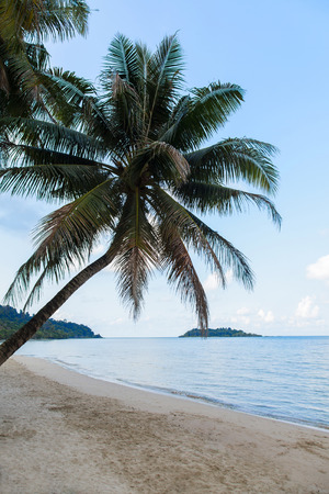 Tropical beach with coconut trees, Chang island, Thailandの写真素材