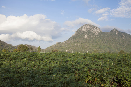 Cassava field with mountain background, Thailandの写真素材