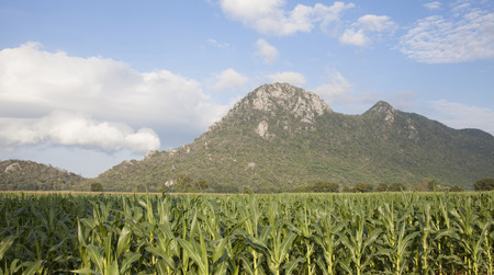 Green field with corn at sunriseの写真素材