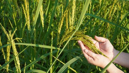 woman hands holding the young rice spikes in the rice field