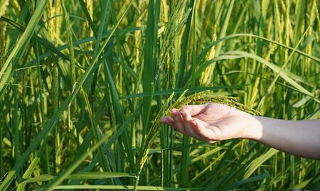 Woman hand touching the young rice spikes in the rice fieldの写真素材