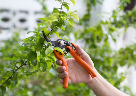Close up of hand trimming plants with pruning shears in garden