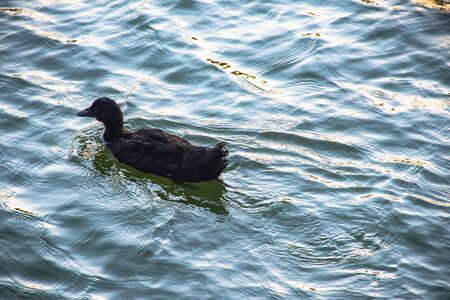 white and black duck floating in the pondの写真素材