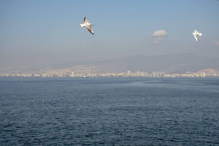 Seagulls Writing area. Background.の写真素材