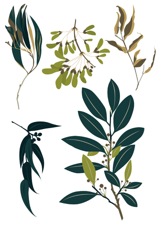 Collection of leaves.のイラスト素材