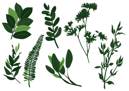 Collection of leaves.のイラスト素材