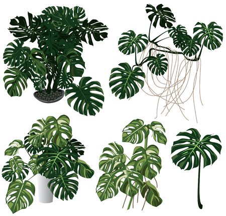 Collection of leaves.のイラスト素材