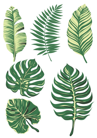 Collection of leaves.のイラスト素材