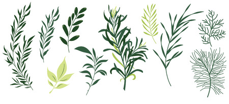 Collection of leaves.のイラスト素材