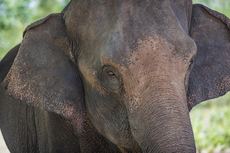 A close up photo of an elephant.の写真素材
