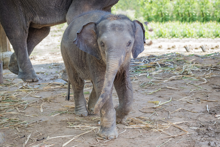 Baby elephant playing alongside Motherの写真素材
